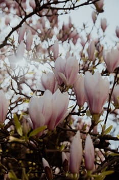 Sulange magnolia close-up on tree branch. Blossom pink magnolia in springtime. Pink Chinese or saucer magnolia flowers tree. Tender pink and white flowers nature background