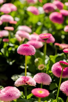 Flowerbed of beautiful pink flowers on green lawn background. Group of delicate flowers in the period of active flowering in spring. Springtime season countryside. Mock up template for invitation or greeting card. Natural backdrop