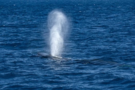 A Fin Whale Balaenoptera physalus while blowing endangered rare to see in Mediterranean sea