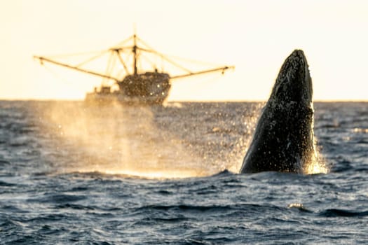 An humpback whale breaching at sunset near fishing boat in Pacific Ocean, Cabo san Lucas, Baja California Sur