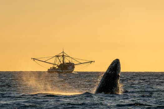 An humpback whale breaching at sunset near fishing boat in Pacific Ocean, Cabo san Lucas, Baja California Sur