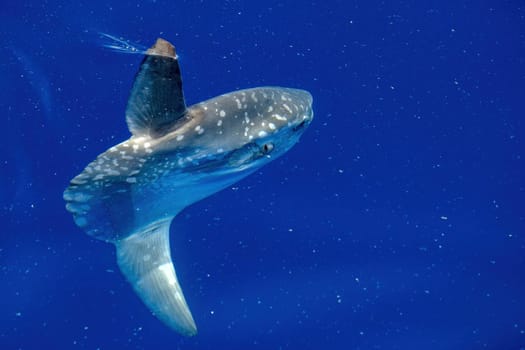 A Sunfish on sea surface while eating jellyfish hydrozoa velella