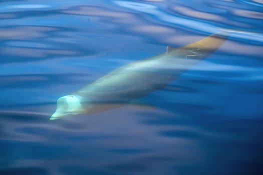 underwater Cuvier Beaked whale dolphin Ziphius cavirostris