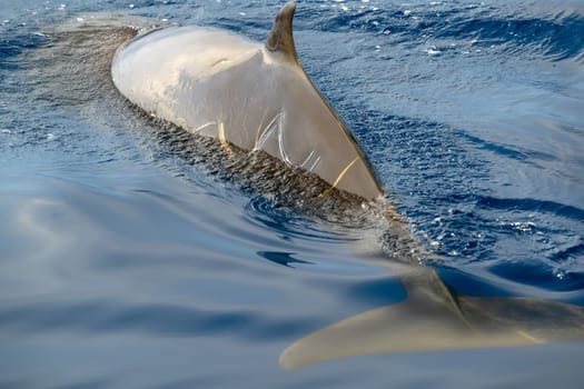 A Cuvier Beaked whale dolphin Ziphius cavirostris with sign of male teeth fighting on the back