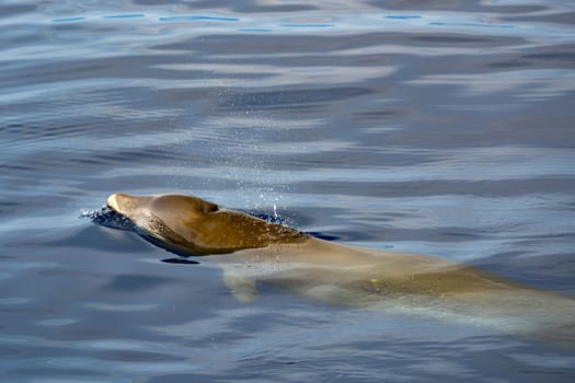 underwater Cuvier Beaked whale dolphin Ziphius cavirostris