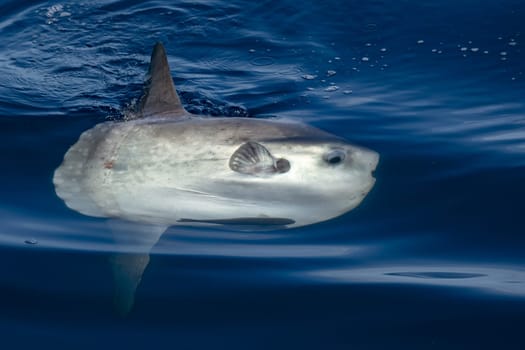 A Sunfish on sea surface while eating jellyfish hydrozoa velella