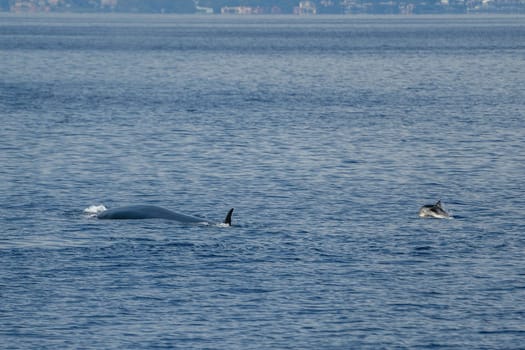 A Fin Whale Balaenoptera physalus with a striped dolphin endangered ultra rare to see in Mediterranean sea