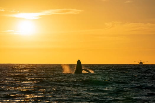 An humpback whale breaching at sunset near fishing boat in Pacific Ocean, Cabo san Lucas, Baja California Sur