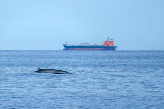 Two Fin Whale mother and calf Balaenoptera physalus endangered rare to see in Mediterranean sea