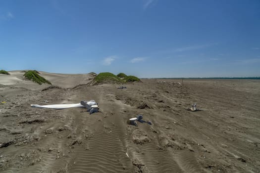dead grey whale bones on the beach