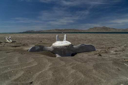 dead grey whale bones on the beach