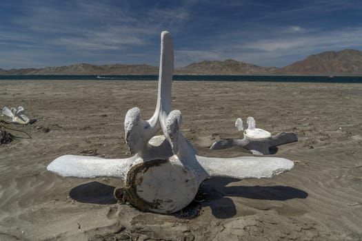 dead grey whale bones on the beach