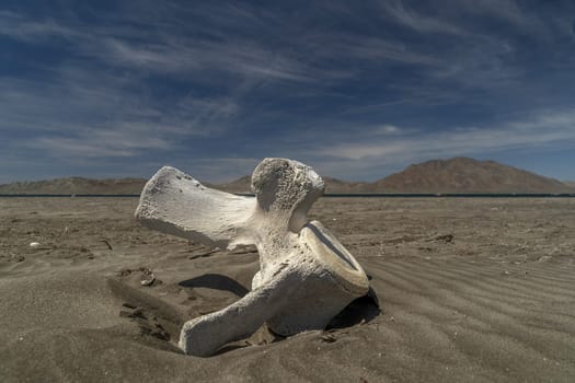 dead grey whale bones on the beach