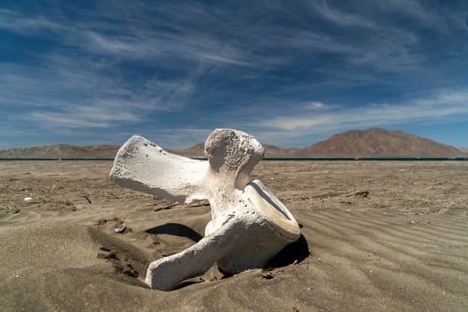 Grey whale bone Whalebones on the bay of San Ignacio Lagoon, Baja California, Mexico