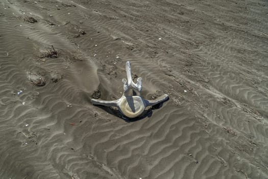 dead grey whale bones on the beach