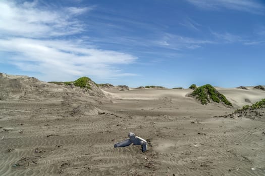 dead grey whale bones on the beach