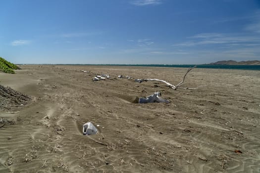 dead grey whale bones on the beach