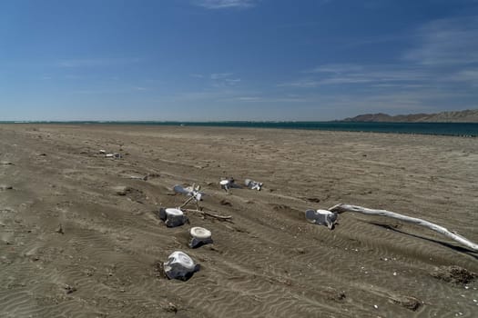 dead grey whale bones on the beach