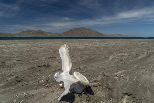 dead grey whale bones on the beach