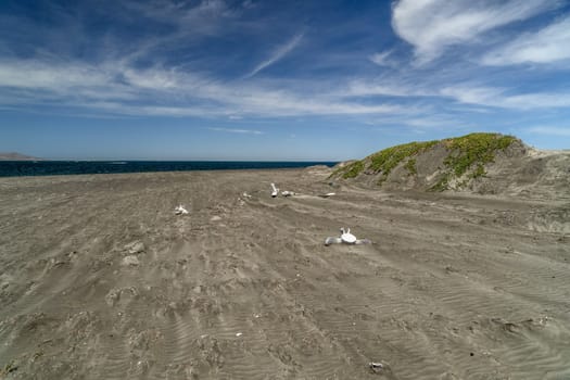 dead grey whale bones on the beach