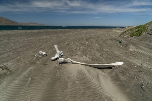 dead grey whale bones on the beach