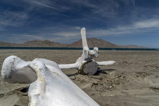 dead grey whale bones on the beach