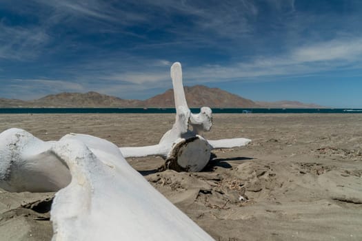 Grey whale bone Whalebones on the bay of San Ignacio Lagoon, Baja California, Mexico