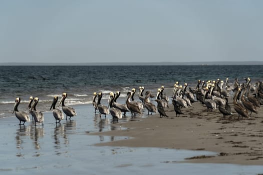 pelican colony in baja california sur mexico