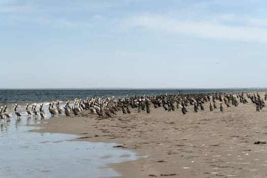 pelican colony in baja california sur mexico
