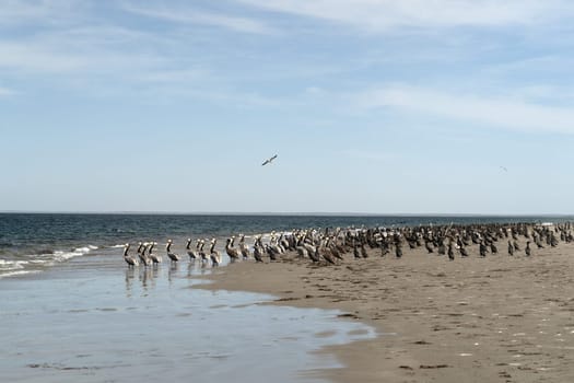 pelican colony in baja california sur mexico