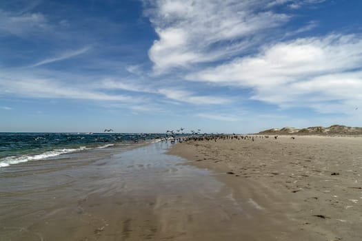 pelican colony in baja california sur mexico