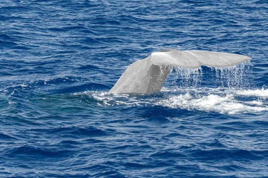 Tail of a Sperm Whale at sunset close up while diving