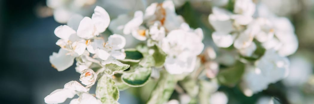 Blooming Apple tree branches with white flowers close-up, spring nature background