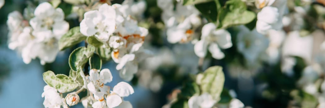 Blooming Apple tree branches with white flowers close-up, spring nature background