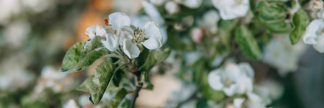 Blooming Apple tree branches with white flowers close-up, spring nature background