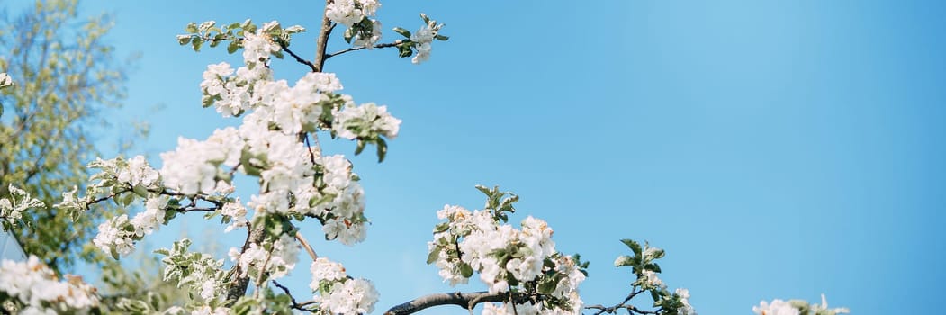 Blooming Apple tree branches with white flowers close-up, spring nature background