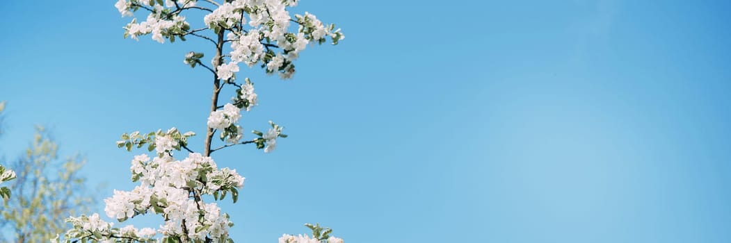 Blooming Apple tree branches with white flowers close-up, spring nature background