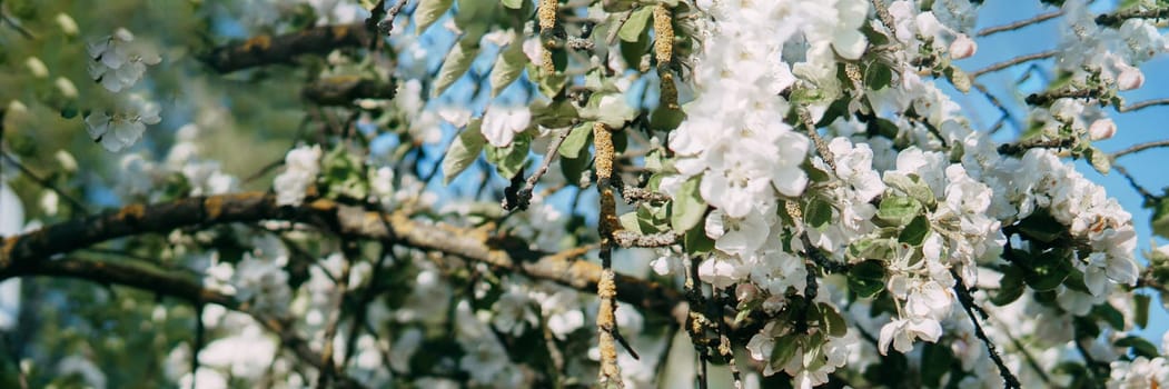 Blooming Apple tree branches with white flowers close-up, spring nature background