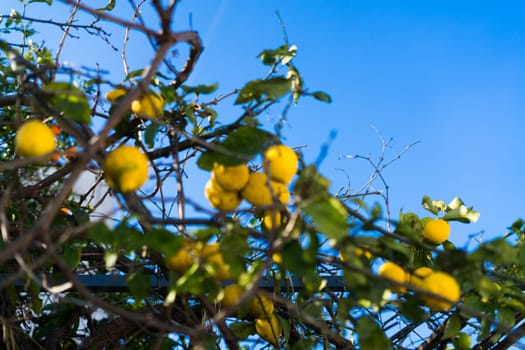 Close up of Lemons hanging from a tree in a lemon grove