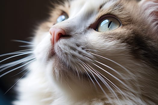 Closeup photo of a cute pink cat's nose and face. ai generated