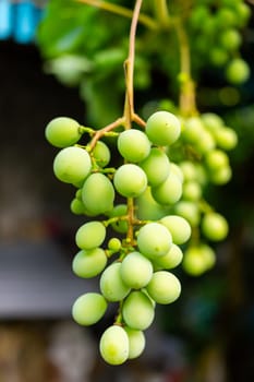 Bunch of green grapes close-up. Selective focus.