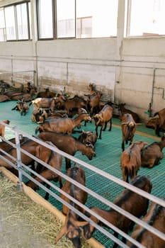 Herd of brown goats walks through a paddock on a farm. High quality photo