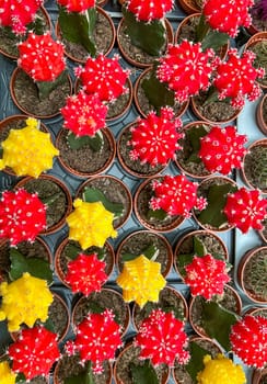 Pots with colorful Mammillaria spinosissima in plant tray on table. Colored cacti in pots. Abstract creative cactus background. Plants home decoration concept. Bright background multi-colored cacti