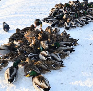 Male and female mallards in snow in winter