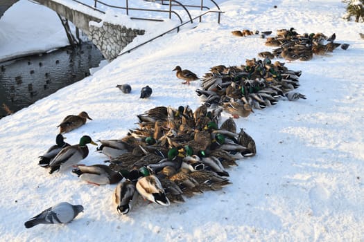 Male and female mallards in snow in winter