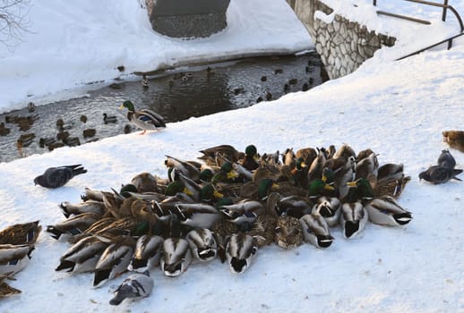 Male and female mallards in snow in winter