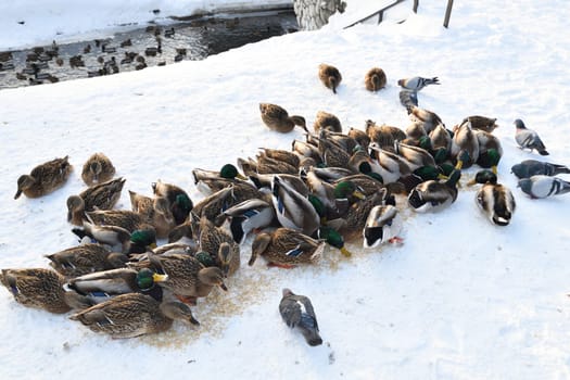 Male and female mallards in snow in winter