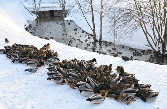 Male and female mallards in snow in winter