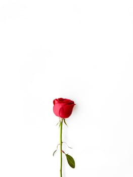 Single red rose with loose petals on white background. Love concept. Ideal for greeting cards, invitations, posters with copy space for text. High quality photo