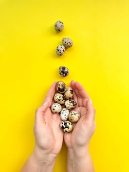 Pair of hands holding quail eggs on yellow background, symbolizing Easter, springtime, and natural food concepts with copy space for text. High quality photo